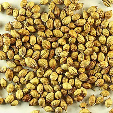 Coriander Seed Spice Oil 1