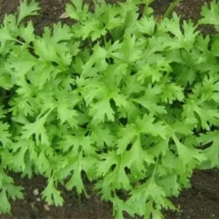 Coriander 1