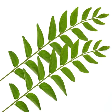Curry Leaf Oil 1