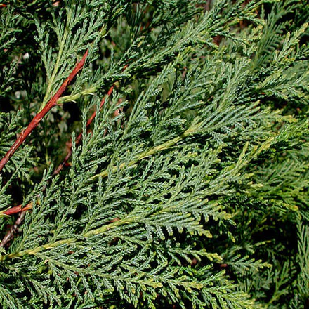 Cypress Leaf 