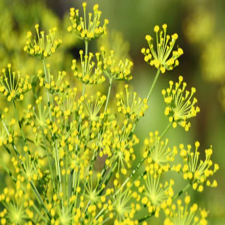 Fennel, Sweet 1