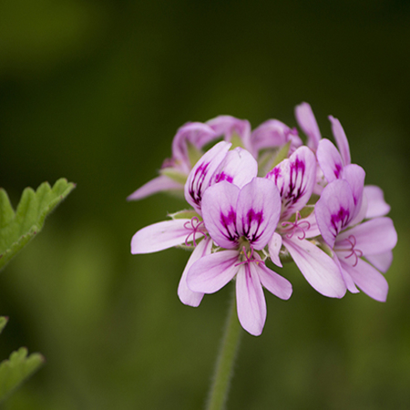 Geranium, Bourbon 