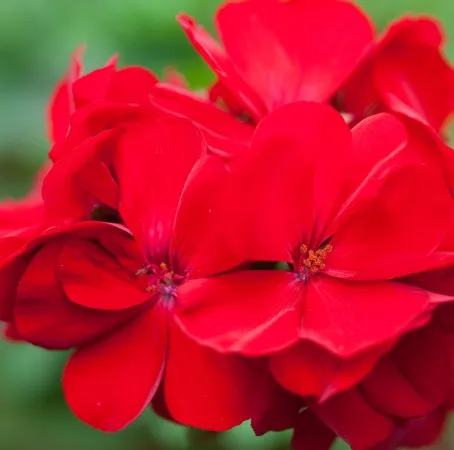 geranium000.webp