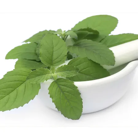 Indian Basil Peppermint Essential Oils 1