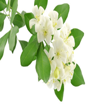 Jasmine Grandiflorum Attar 