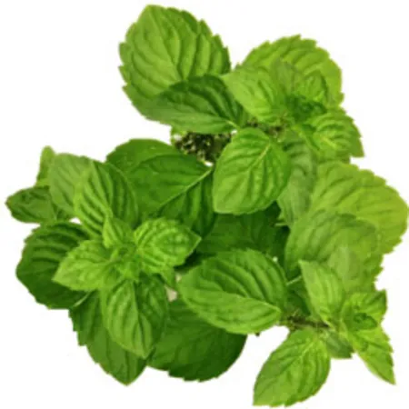 L-Menthol 38-40% TMC 50% Peppermint Products Oils 1