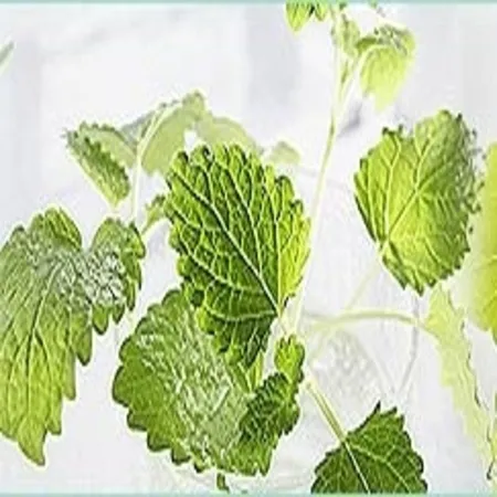L-Menthol 50% TMC 65% 1
