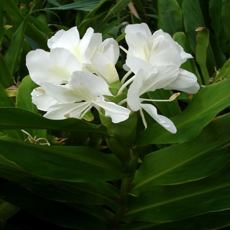 Lilies Perfume Oil  1
