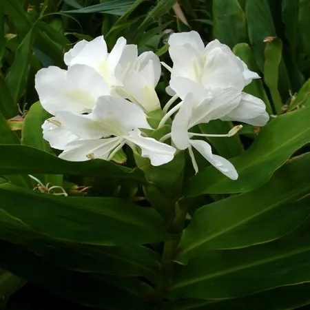 Lilies Perfume Oil 1