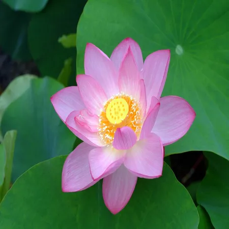 Lotus Perfume Oil 1