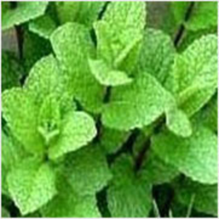 Mentha Citrata Peppermint Essential Oils