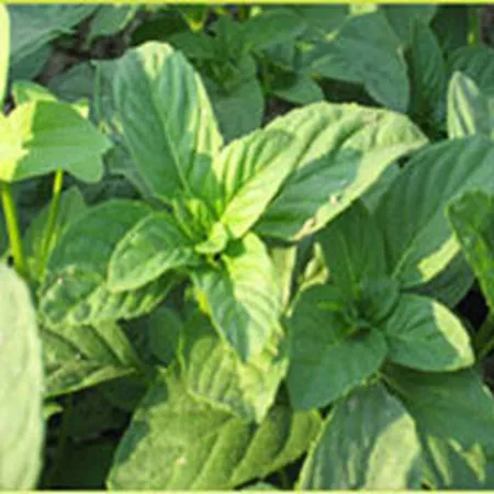 Mint Terpenes Crude 1