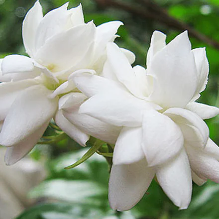 Mogra Attar 1
