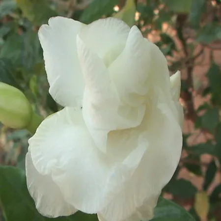 Musk Gazala Attar 1