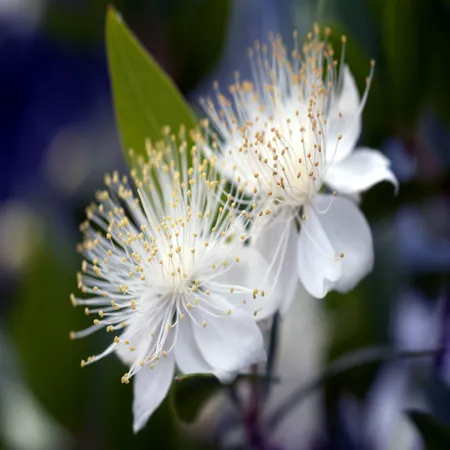 Myrtle 1