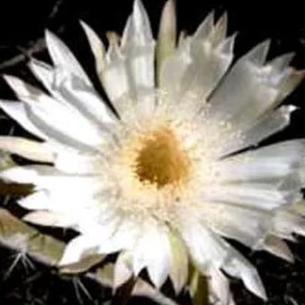 Nakh Choya Attar 1