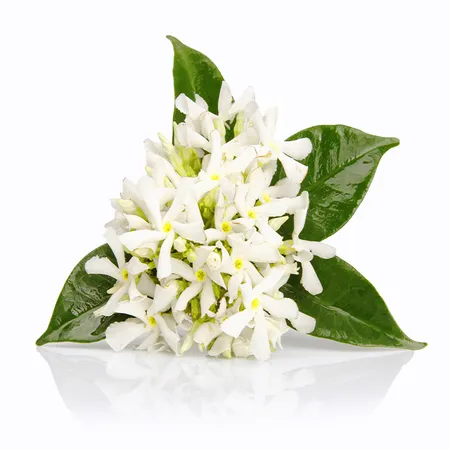 Neroli 1