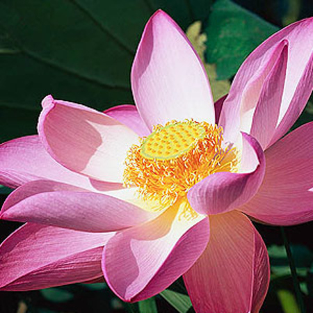 Pink Lotus Attar 