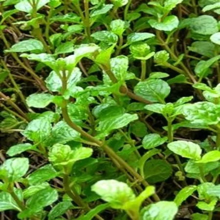 Spearmint 1