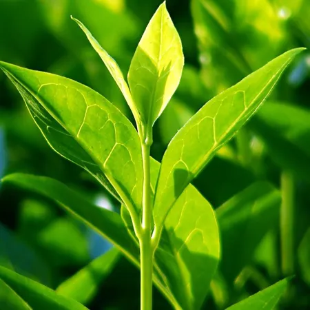 Tea Tree Wild Crafted Essential Oil 1