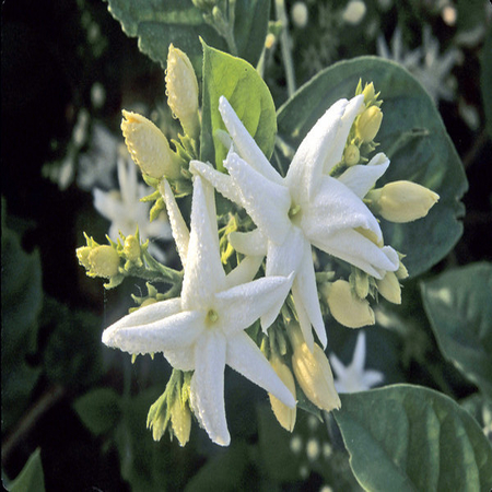 White Lotus Attar