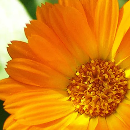 Zafri Attar (Mari Gold/Gend Attar) 1