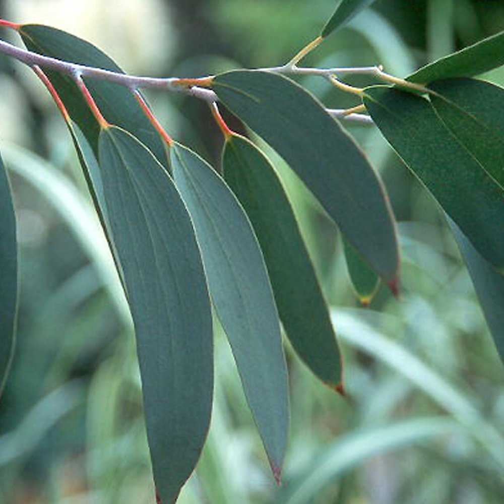 Eucalyptus Co2 Extract Oil