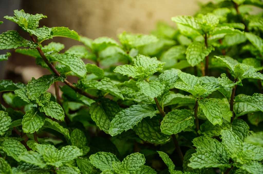 Peppermint Therapeutic Grade Essential Oils