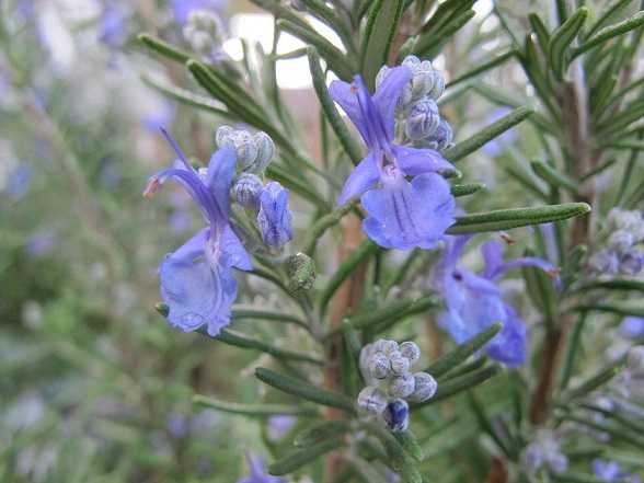 Rosemary Therapeutic Grade Essential Oils