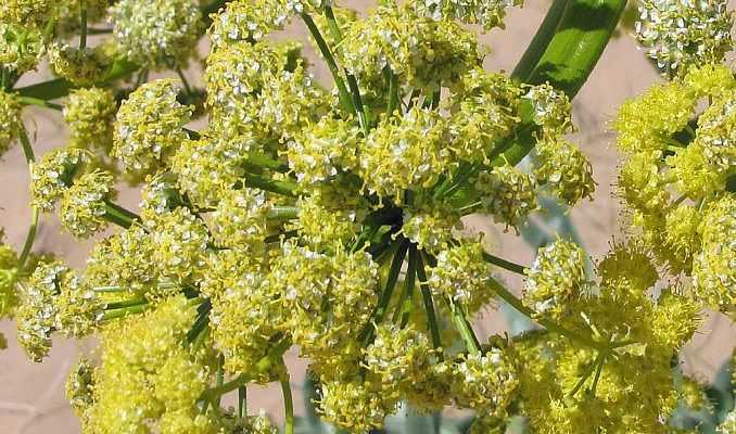 Asafoetida Natural Essential Oils