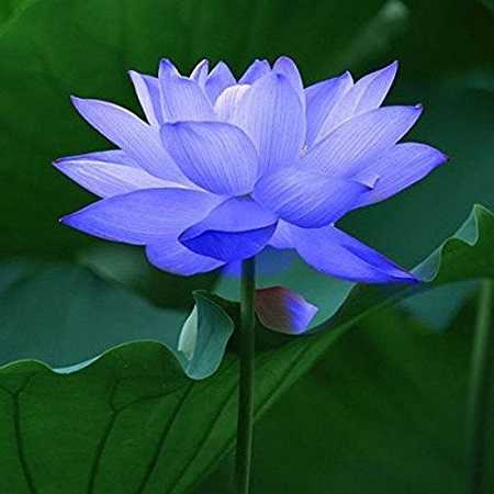 Lotus Blue Floral Absolute Oils