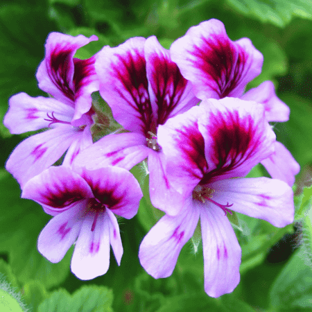 Rose Geranium Pure Floral Waters