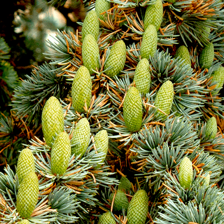 Atlas Cedar Essential Oils