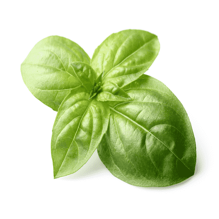 Basil Therepeutic Grade Oil