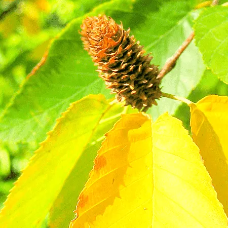 Birch Sweet Natural Blend Essential Oil