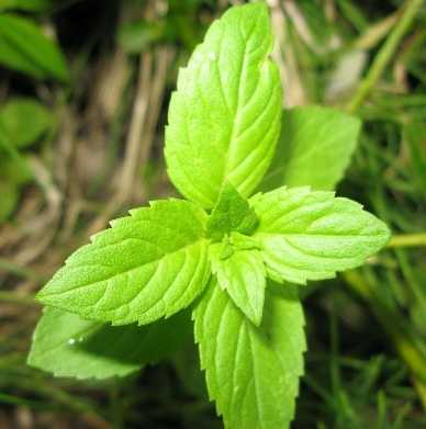 Cornmint Oil