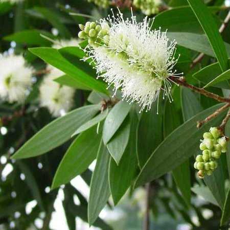 Cajeput Organic Essential Oil