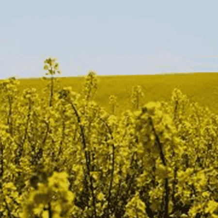 Canola Organic Carrier Oil