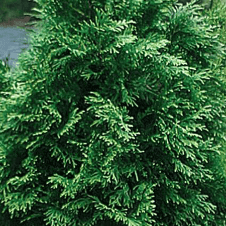 Cedarleaf (Thuja) Pure Floral Waters