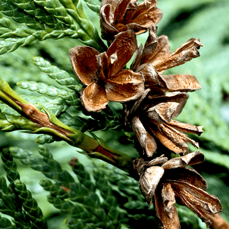 Cedarwood Essential Oil Chinese