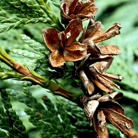 Cedarwood Essential Oil Chinese
