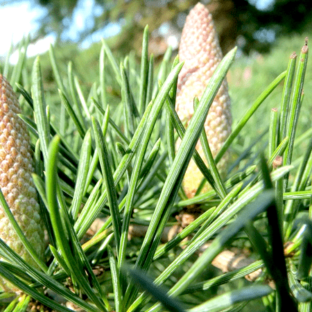 Cedarwood Essential Oil Himalayan