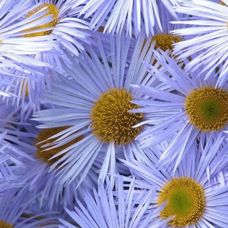 Chamomile Blue Pure Floral Waters