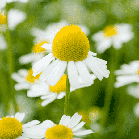 Chamomile German Hungary Essential Oil