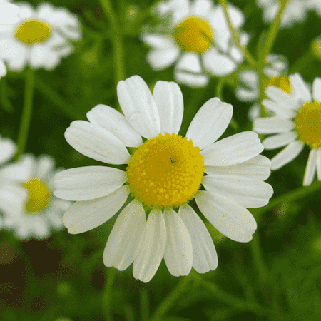 Chamomile German oil - Certified Organic 