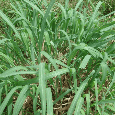 Citronella Essential Oil Java