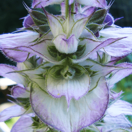 Clary Sage Essential Oil Moldova