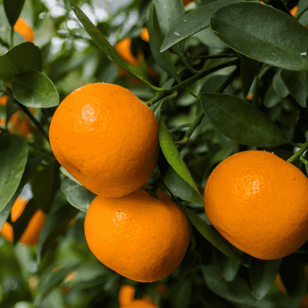 Clementine Essential Oil