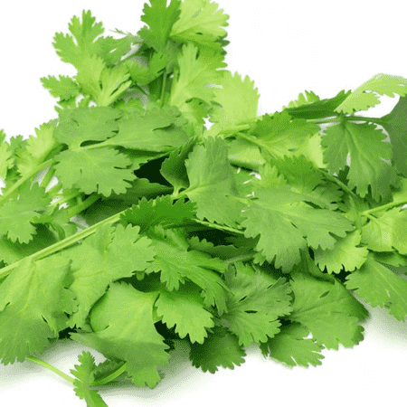 Coriander Oil - Certified Organic 