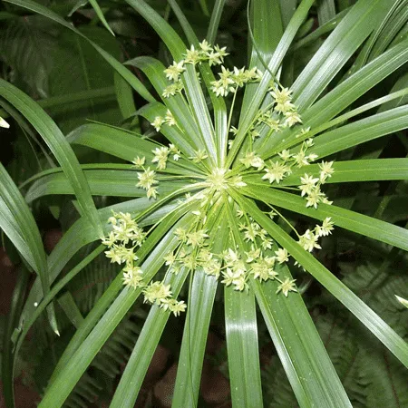Cypriol Oil